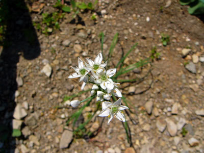 f:id:elmikamino:20070825131546j:image