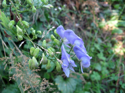 f:id:elmikamino:20070827193948j:image f:id:elmikamino:20070827193948j:image