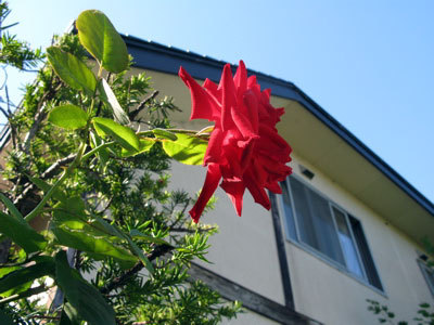 f:id:elmikamino:20070827194056j:image f:id:elmikamino:20070827194056j:image