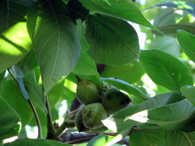 f:id:elmikamino:20070827194121j:image f:id:elmikamino:20070827194121j:image