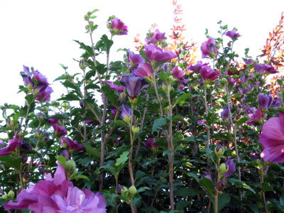 f:id:elmikamino:20070827194144j:image f:id:elmikamino:20070827194144j:image