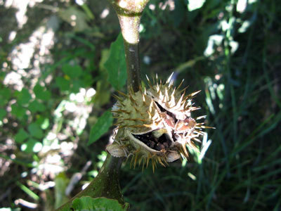 f:id:elmikamino:20070827194245j:image f:id:elmikamino:20070827194245j:image