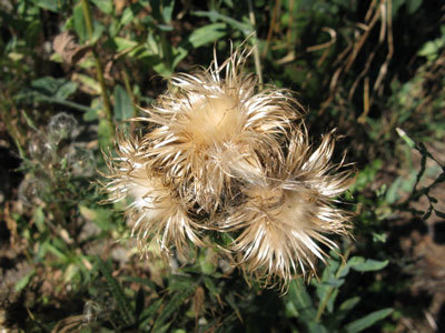 f:id:elmikamino:20070827194312j:image f:id:elmikamino:20070827194312j:image