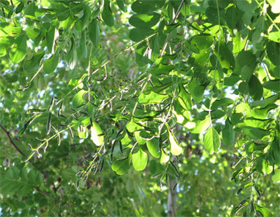 f:id:elmikamino:20070828115505j:image