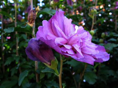 f:id:elmikamino:20070828115621j:image