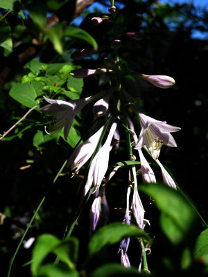 f:id:elmikamino:20070828115814j:image