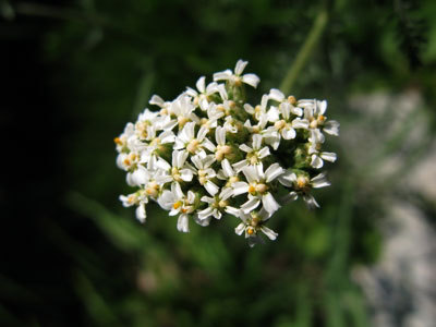 f:id:elmikamino:20070829120555j:image