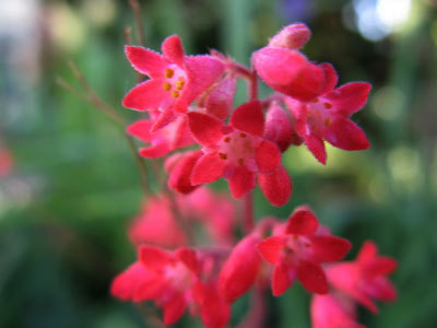 f:id:elmikamino:20070829120705j:image