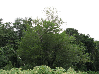 f:id:elmikamino:20070831132804j:image