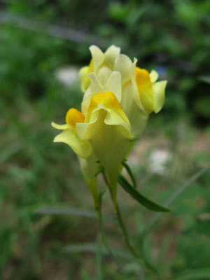 f:id:elmikamino:20070831132903j:image