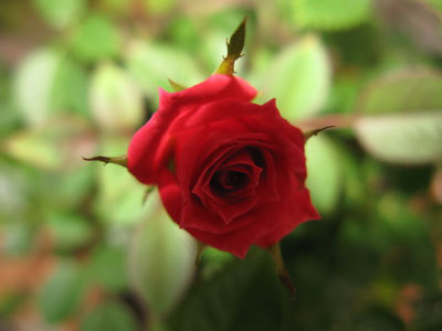 f:id:elmikamino:20070831133157j:image
