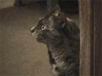 f:id:elmikamino:20070916194850j:image