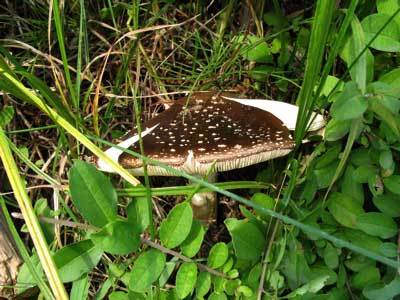 f:id:elmikamino:20070924173812j:image