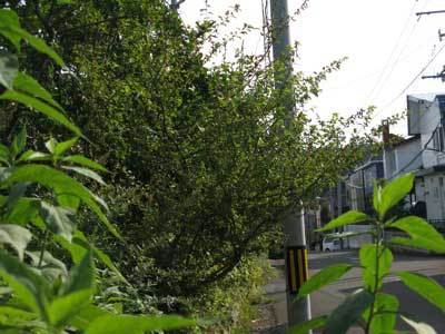 f:id:elmikamino:20070924173915j:image