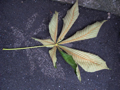 f:id:elmikamino:20070927214317j:image