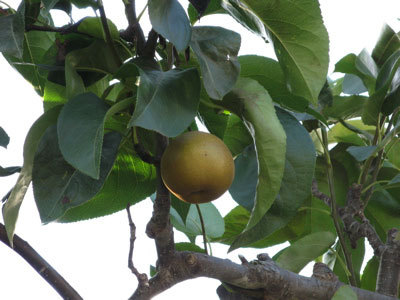 f:id:elmikamino:20071004172735j:image f:id:elmikamino:20071004172735j:image