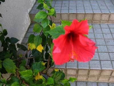 f:id:elmikamino:20071005104840j:image