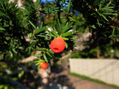 f:id:elmikamino:20071005105312j:image