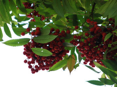 f:id:elmikamino:20071005105340j:image