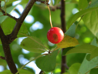 f:id:elmikamino:20071005105406j:image