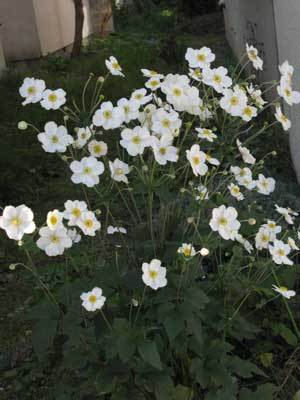 f:id:elmikamino:20071007131144j:image