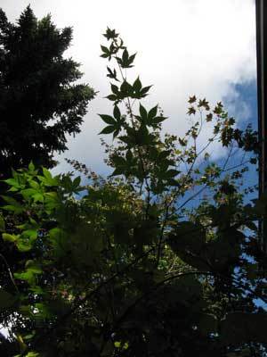 f:id:elmikamino:20071010145719j:image