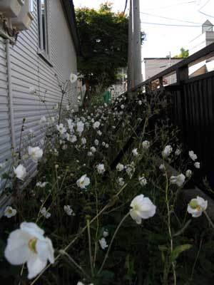 f:id:elmikamino:20071012112249j:image