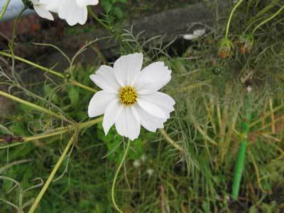 f:id:elmikamino:20071017124600j:image