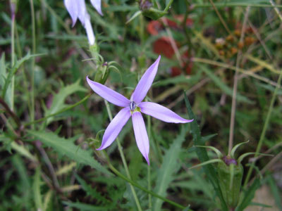 f:id:elmikamino:20071017124623j:image