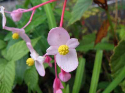 f:id:elmikamino:20071017124707j:image