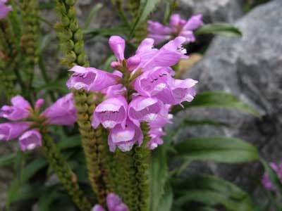 f:id:elmikamino:20071017124735j:image