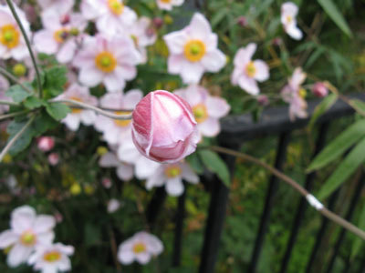 f:id:elmikamino:20071017124823j:image