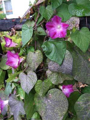 f:id:elmikamino:20071017124851j:image