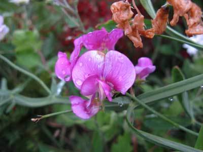 f:id:elmikamino:20071017124946j:image