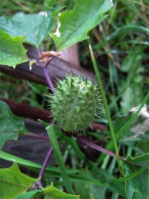 f:id:elmikamino:20071017125010j:image