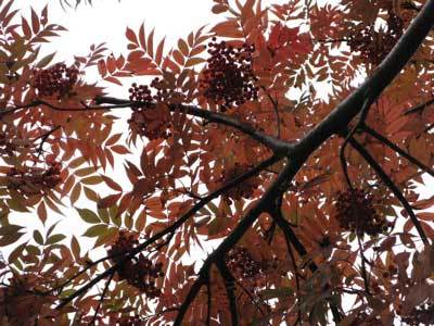 f:id:elmikamino:20071023004623j:image f:id:elmikamino:20071023004623j:image