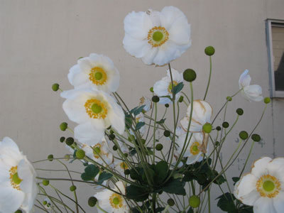 f:id:elmikamino:20071024123026j:image