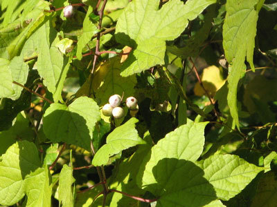 f:id:elmikamino:20071024123135j:image