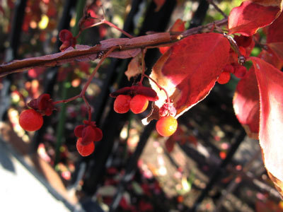 f:id:elmikamino:20071024123229j:image
