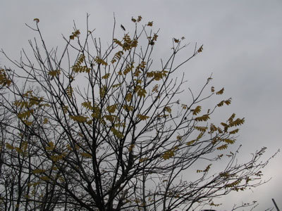f:id:elmikamino:20071029193132j:image