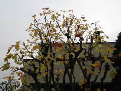 f:id:elmikamino:20071029193240j:image