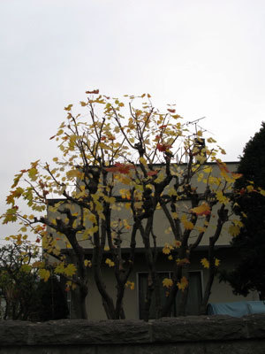 f:id:elmikamino:20071029193308j:image