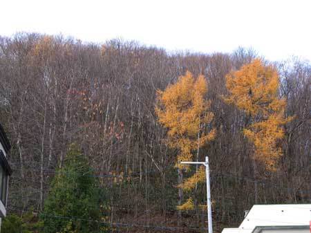 f:id:elmikamino:20071116122851j:image