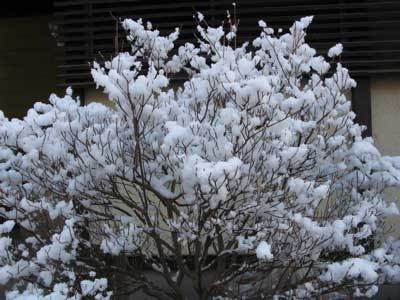 f:id:elmikamino:20071117121325j:image