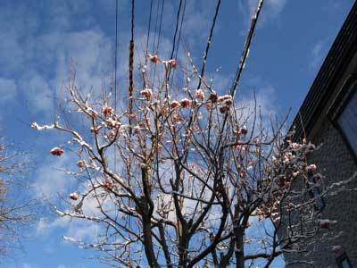 f:id:elmikamino:20071117121352j:image