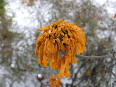f:id:elmikamino:20071121123602j:image
