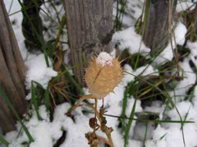 f:id:elmikamino:20071121123949j:image