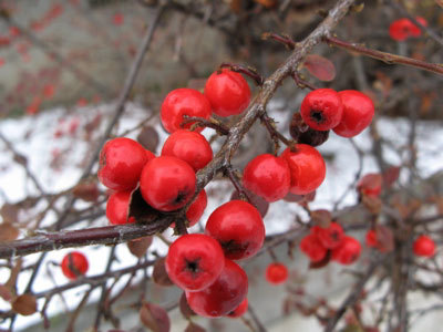 f:id:elmikamino:20071124115826j:image