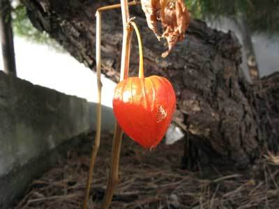 f:id:elmikamino:20071128111329j:image f:id:elmikamino:20071128111329j:image