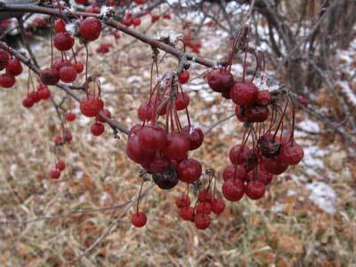 f:id:elmikamino:20071209121528j:image